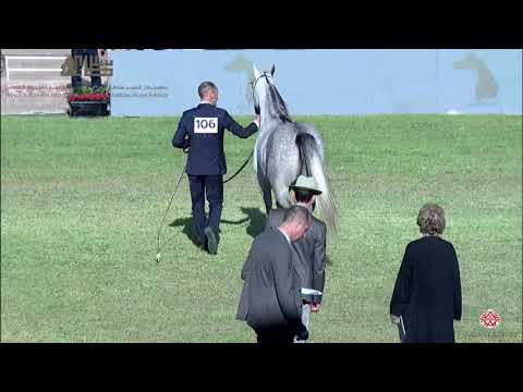 N.106 D SHOWF - 2020 PSAIAHF Al Khalediah Show - Fillies 3 Years Old (Class 3)