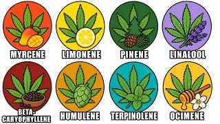Every Cannabis Terpene That Changes Your High Explained In 23 Minutes