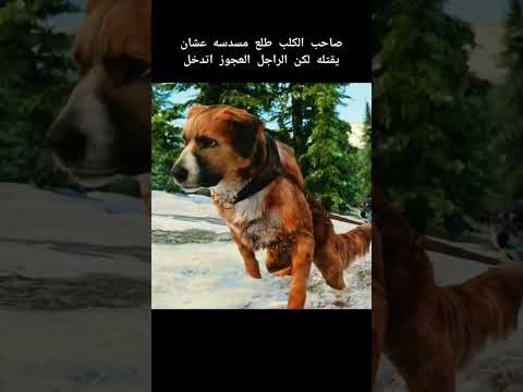 الكلب سحب العربة بكل قوته