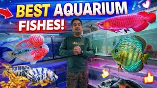 Fancy Fish Aquarium New Stock | Good Quality Fish @fancyfishaquariums6875