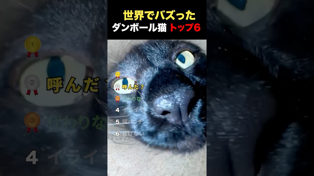 世界でバズったダンボール猫