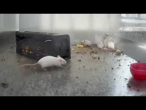 3202-L Electric Rat Killer