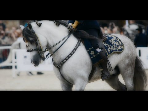 How the Andalusian Horses Dance