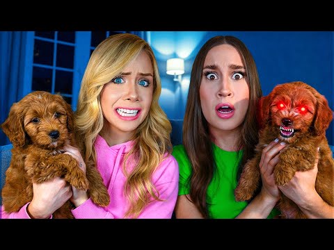 MY PUPPY HAD AN EVIL TWIN AT 3 AM...