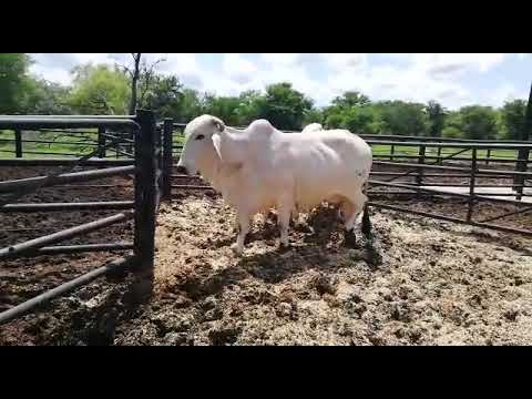 Au Albidus Catalogue Auction : Lot 101