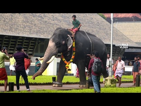 ആനയൂട്ടിന് എല്ലാരും നോക്കി നിന്ന മച്ചാട് ഗോപാലന്റെ ആ വരവ് | Machad Gopalan Elephant Walking Style