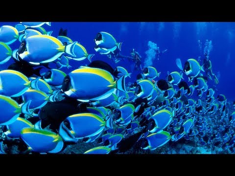 Click to Watch the Contraceptive pills are making fish 'trans' as hormones pollute water supply video Click to Watch the Contraceptive pills are making fish 'trans' as hormones pollute water supply video
