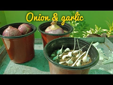 How to grow Onion & garlic in Pot Video