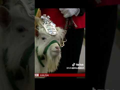 BBC HAUSA AKUYA TA SHIGA AIKIN SOJA 😳😳😳
