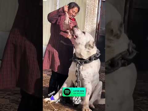 OUT NOW ! #zerpunktfleisch - DER KÖNIG DER MUTANTEN PROD. PHIZTO #untergrundkingpin #rap #mutanten