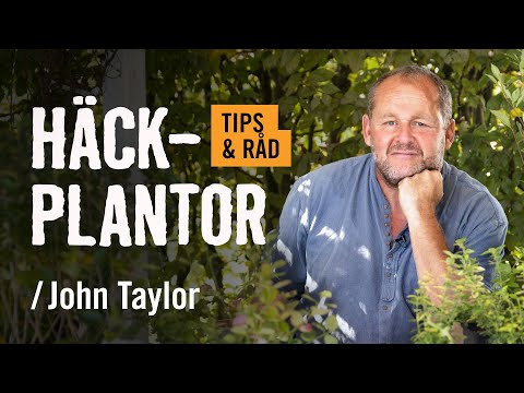 Häckplantor /John Taylor | Tips & råd | [HORNBACH]