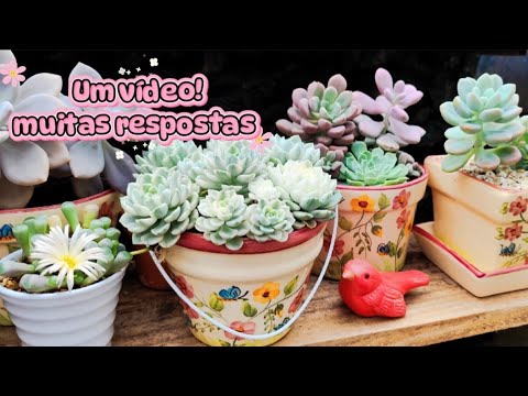 Variegata? Glauca watering? Giant agavoide? Ants in the pot? Jê asks!