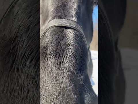 馬のホルターの種類 - 安定したホルター