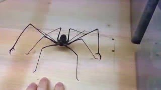 Веселые игры с жутким африканским пауком - Видео онлайн
