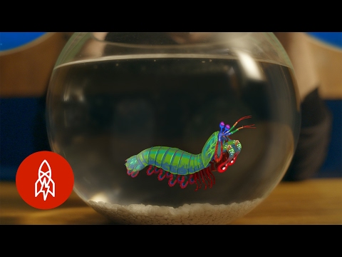 そして、それと同じように、あなたは打たれている。フィリップ・クストーと水の世界 (And Just Like That, You're Struck: The Aquatic World with Philippe Cousteau)