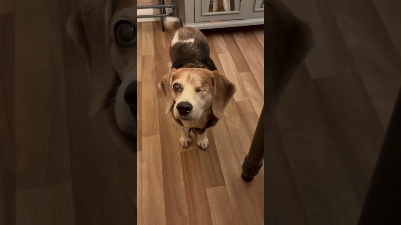 Enlarge Straw Hat Luffy, an adopted Beagle in Boston, MA video 6/6