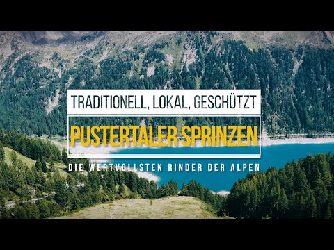 Pustertaler Sprinzen – Traditionell, lokal, geschützt, die wertvollsten Rinder der Alpen