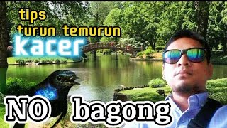 Download lagu cara mengatasi burung Kacer yang bagong atau kembung saat lomba mp3