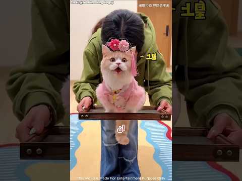اختار الزعيم ألطف قطة صغيرة ثم حدث هذا! 😻 #shorts  #viralshort
