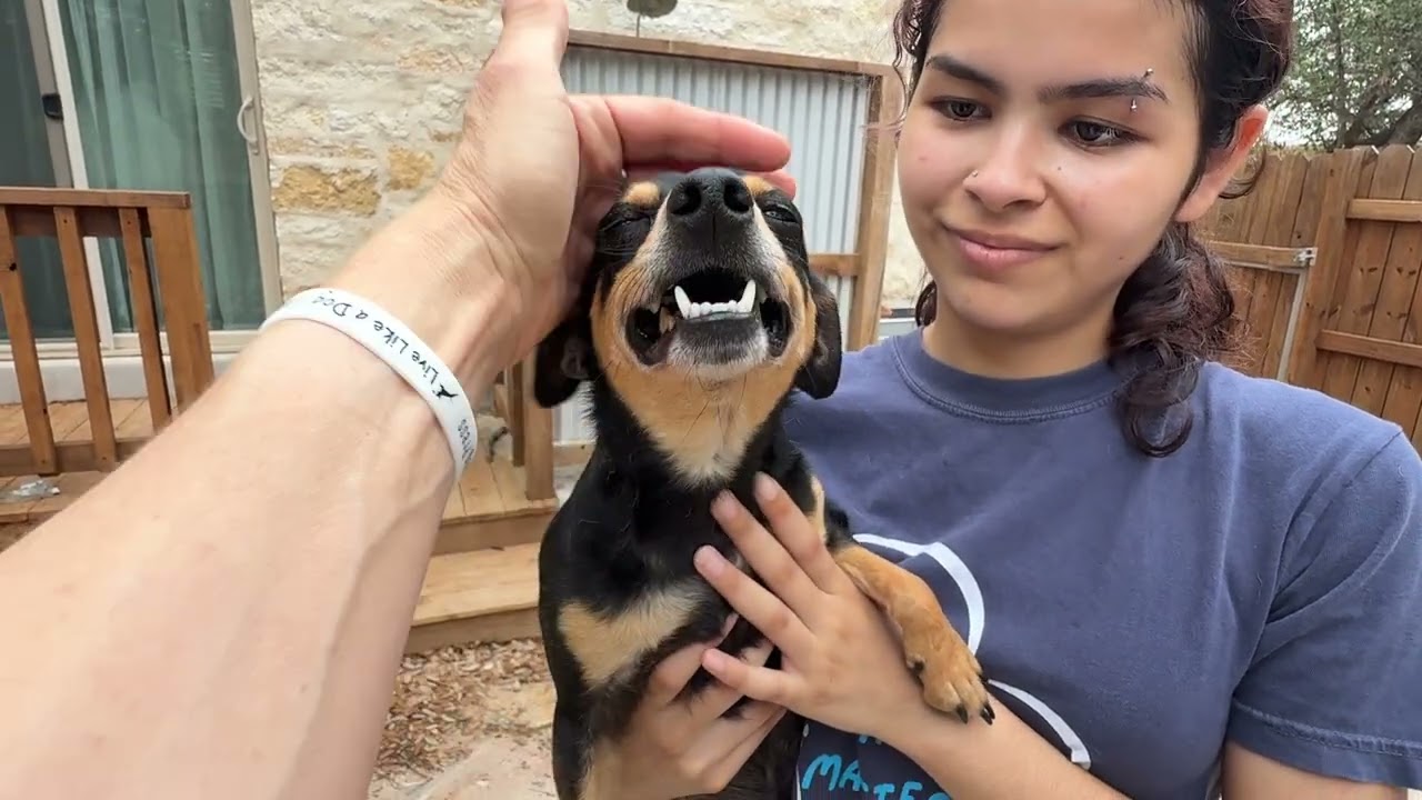 Baisley, a Adoptable Mixed Breed in Chelsea, MI video 6/6
