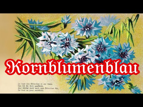 Kornblumenblau - Karnevalslied/German Carnival Song + English translation