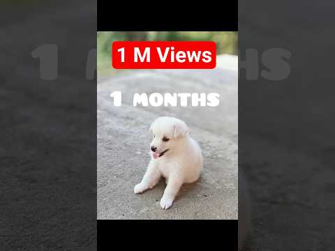 1 month and 1 Year Pomeranian dog days#shortvideo #trending #cute_#puppy#pettherapy #shortvideo#cute