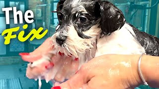 How to FIX Puppy with DRY flaky SKIN