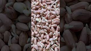 Download lagu jumbo sprouts #agriculture #sprouts #bean sprouts #fresh vegetables #peanuts #viral #reels mp3 Download lagu jumbo sprouts #agriculture #sprouts #bean sprouts #fresh vegetables #peanuts #viral #reels mp3