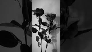 Download lagu Story wa keren Noah-Bukannya aku takut cover Tami aulia mp3