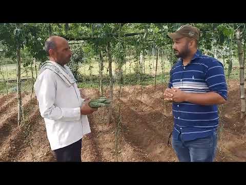 Vegetable Seeds