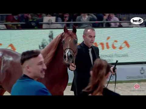 N 75 INVICTUS   European Championship 2021   VERONA   Stallions 7 9 Years Old Class 14