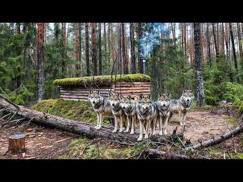 Surviving 48 Hours in a Log Cabin with 9 Wolves on My Trail!
