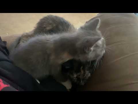 Maximoff licking Malena 5/14/2025.