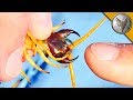 BITTEN By A GIANT DESERT CENTIPEDE