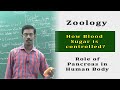 Zoology Human Body Hormones Pancreas Functions How Blood Sugar Is Controlled In Our Body
