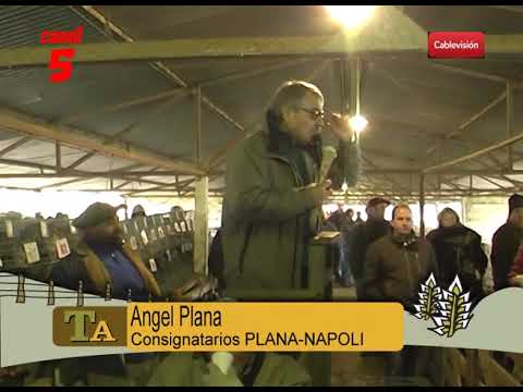 ANGEL PLANA INICIO REMATE