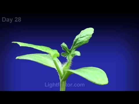 Watermelon Plant Time Lapse