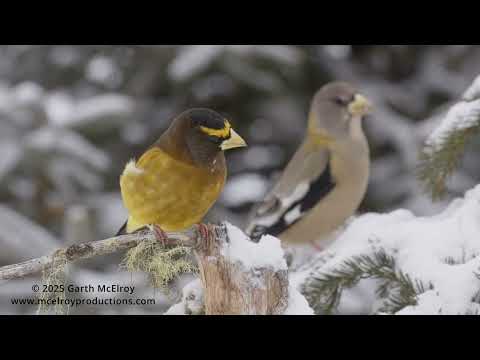 Evening Grosbeaks in Maine