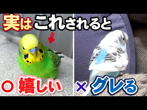 インコを飼いならす