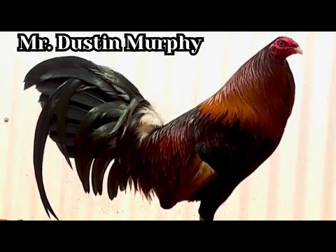 Mr. Dustin Murphy NEXGEN FARM - Feeding Time Big Farm Visit USA