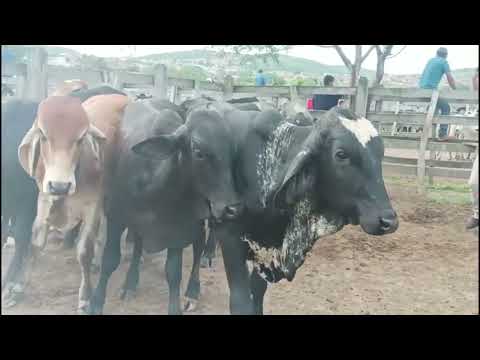 Feira de gado são João Pernambuco 20/04/2026 