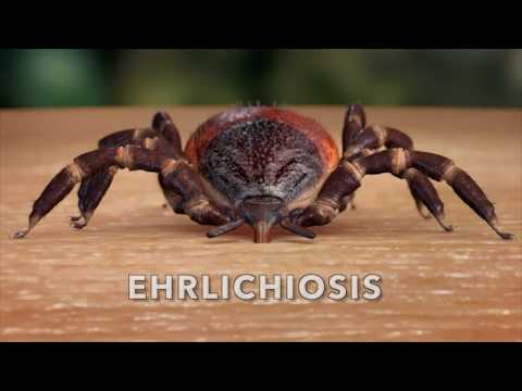 Brien Lee Creative video.