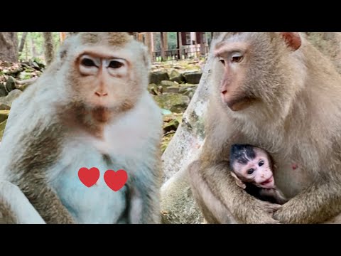 Trying to save baby monkey Astro from his own great grandma