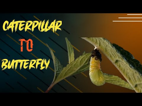 How A caterpillar become A Butterfly |#shorts