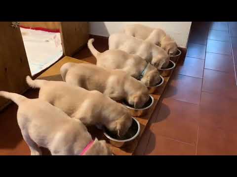 Cuccioli labrador biondi www.labradortoscana.it