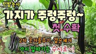 텃밭농사 가지잎을따준 가지나무에 가지가 주렁주렁 열렸고 새순과 꽃이 많이 분화하여 가지수확하고 추비주고 곁순…