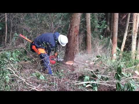 乾燥した木の伐採材