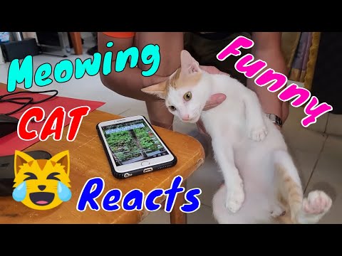 How Cats React With God Meowing Sound - Can't Stop Laughing Moment | Viral Cat
