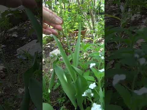 オウムのチューリップ 植物