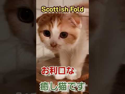 スコティッシュフォールド:特徴的な折れ耳を持つ愛らしい猫